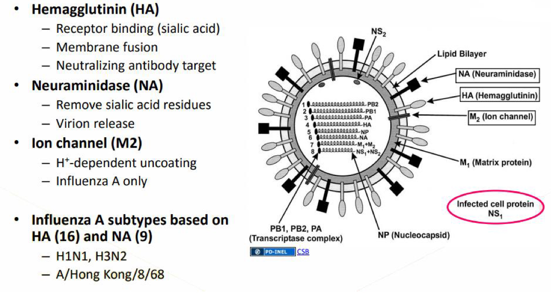 <ul><li><p>Hemagglutinin - receptor binding, membrane fusion and neutralising antibody target </p></li><li><p>Neuraminidase - removes sialic acid residues, virion release</p></li><li><p>Ion channel - H+ dependant, influenza A</p></li></ul><p></p>