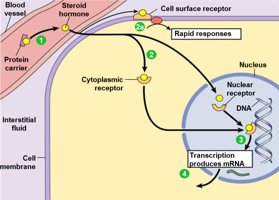 <ol><li><p>most hydrophobic steroid are bound to plasma protein carriers - only unbound hormones can diffuse into target cell.</p></li></ol><ul><li><p>hormones jump on/off protein carriers to pass through membrane.</p></li><li><p>the hydrophobic steroid hormones are able to travel through blood bc they have protein carriers</p></li></ul><ol><li><p>steroid hormones receptors are typically in the cytoplasm or nucleus.</p></li></ol><ul><li><p>2a. some steroid hormones also bind to membrane receptors that use 2nd messenger systems = rapid cellular responses.</p></li></ul><ol start="3"><li><p>the receptors-hormone complex binds to DNA + actives/represses one or more genes</p></li><li><p>activated genes create new mRNA that moves into the cytoplasm</p></li><li><p>translation produces new proteins for cell processes</p></li></ol><p></p>