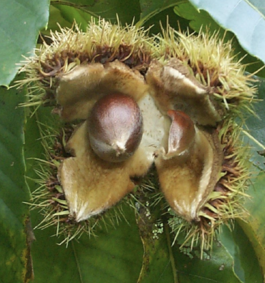 <p>covered with spines, nearly flat, sharp</p>