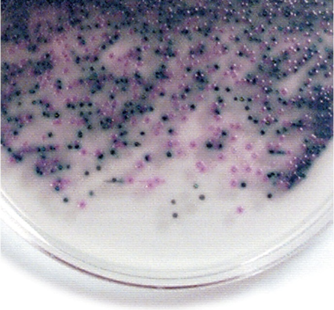 <p>Rapidly identified using Rainbow Agar: O157:H7 colonies appear black</p><p></p>