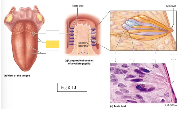 <p><span style="background-color: transparent; font-family: &quot;Times New Roman&quot;, serif;"><span>located on the lateral surfaces of he tongue, are present mostly in children</span></span></p>