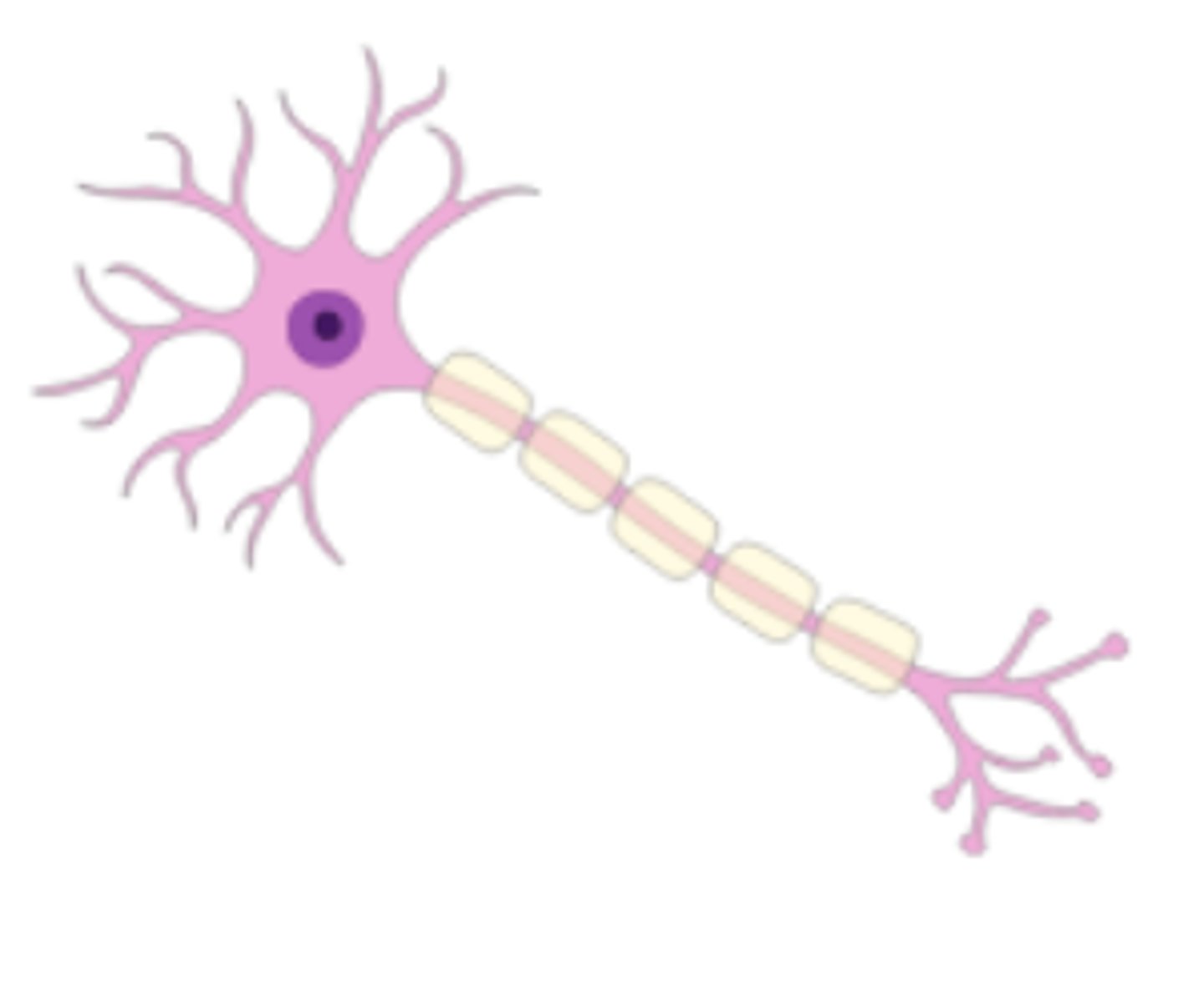 <p>a nerve cell, is the basic unit of the nervous system and is responsible for receiving, processing, and transmitting information through the body</p>