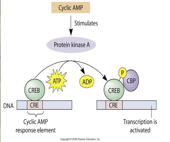 <ul><li><p>CREB AD <strong>binds to co-activator CBP </strong>(CREB-binding protein)</p></li><li><p><strong>PKA phosphorylates Ser on CREB</strong></p></li><li><p><strong>CREP~P </strong>doesn’t alter DNA binding properties, but <strong>binds to the co-activator CBP</strong></p></li><li><p><strong>This interaction recruits additional transcription machinery, </strong>i.e. GTF & RNAP II <span style="color: green;"><strong>enhancing the transcription of target genes. </strong></span></p></li></ul><p></p>