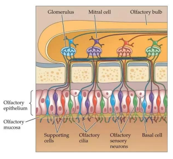 <p>The olfactory bulbs have balls called glomeruli which have the dendrites of the post-synaptic neurons</p><ul><li><p><span>Axons do not project to the closest glomeruli</span></p></li><li><p><span>Olfactory sensory neurons of the same family project to the same glomeruli</span></p><ul><li><p><span>Glomeruli are coded by the odorants they are sensitive to</span></p></li></ul></li></ul><p></p>