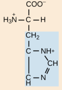 <p>positively charged R groups</p>