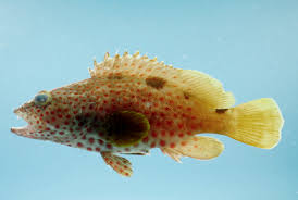 <p>spiny fins, rounded tail</p>