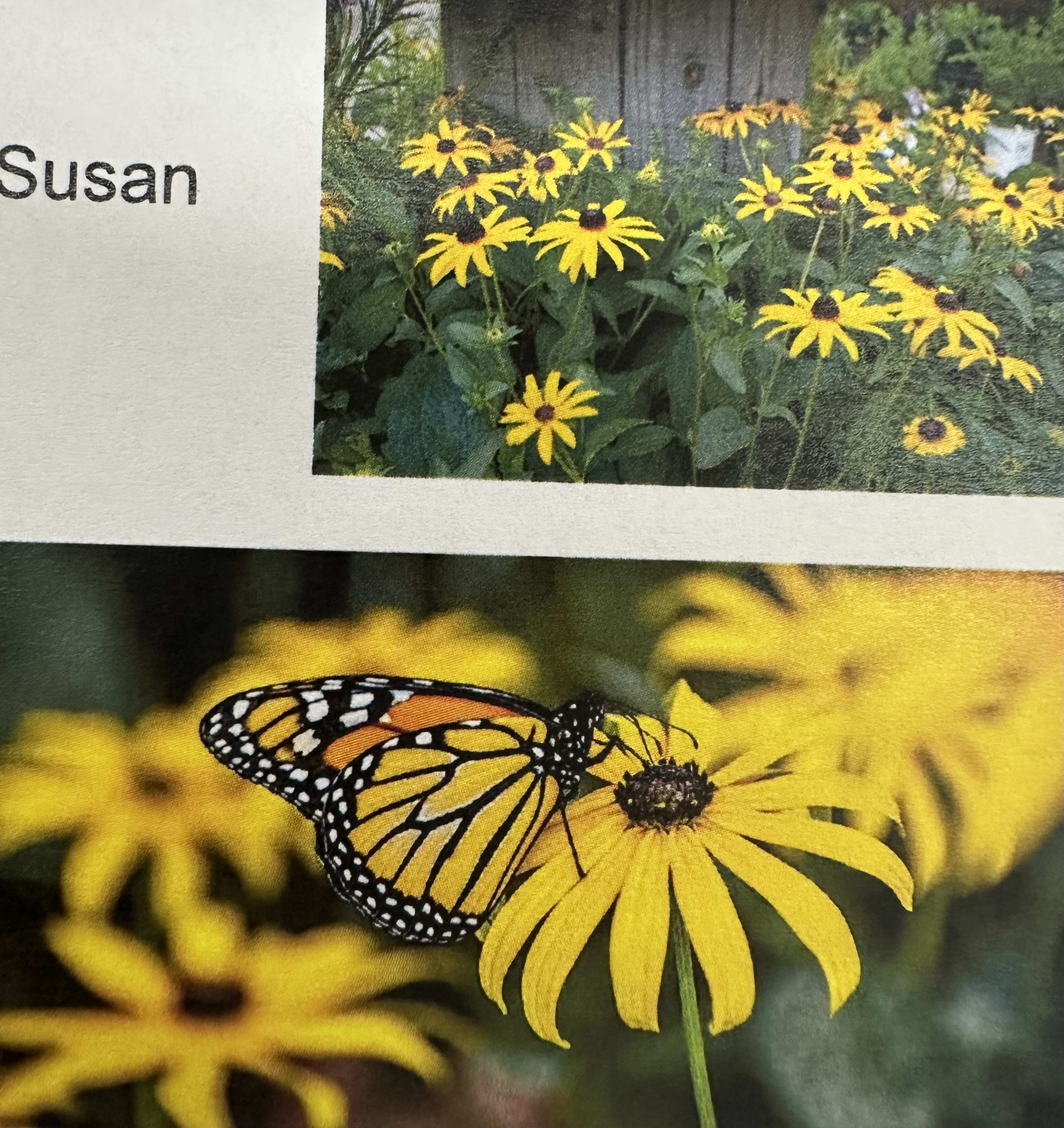 <p>Rudbeckia hirta </p>