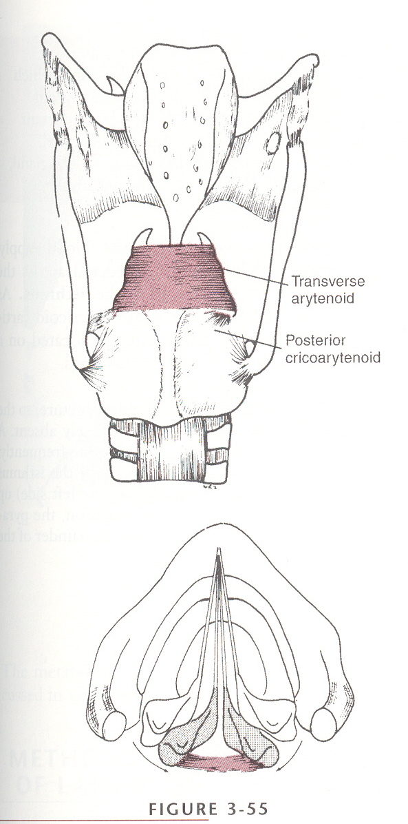 <p>origin: lateral margin and posterior surface of arytenoid</p><p>course: horizontal, laterally</p><p>insert: lateral margin and posterior surface of opposite arytenoid</p><p>action: approximate arytenoids via sliding</p><p>impact on vocal fold: approximation (adduction), medial compression</p>