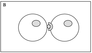 <p>Juxtacrine Signaling</p>