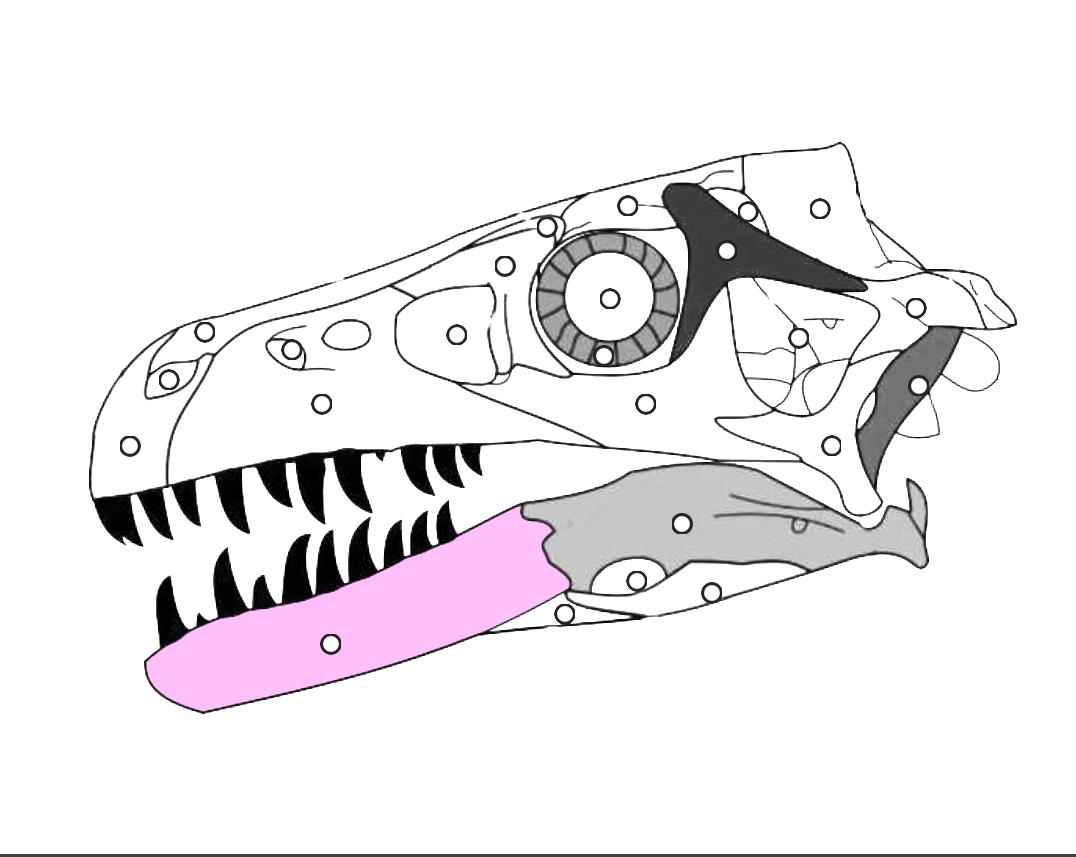 <p>What part of the dinosaur skull is this?</p>