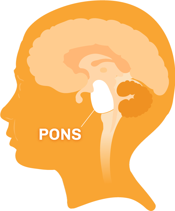 <p>facial movements; left to right side of the brain</p>