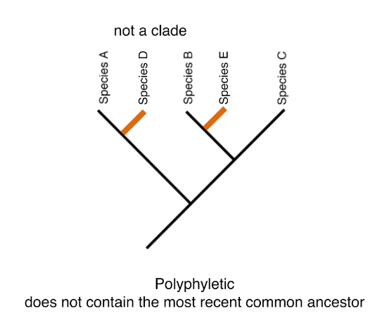 <p>does not contain the most recent common ancestor</p>