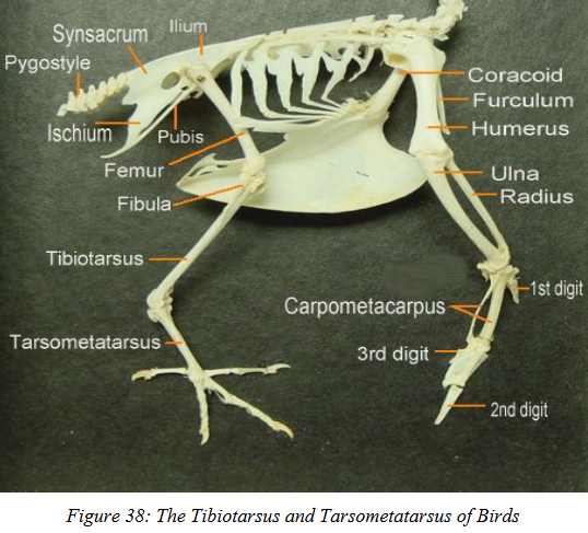 <p><strong>joint </strong>btwn the tibiotarsus and tarsometatarsus in birds</p>