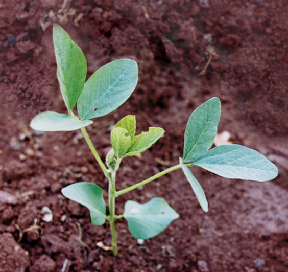 <p>what stage is this soybean?</p>