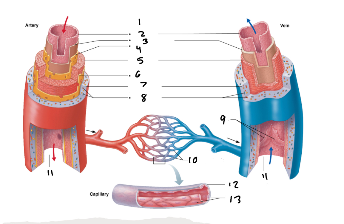 <p>13</p>