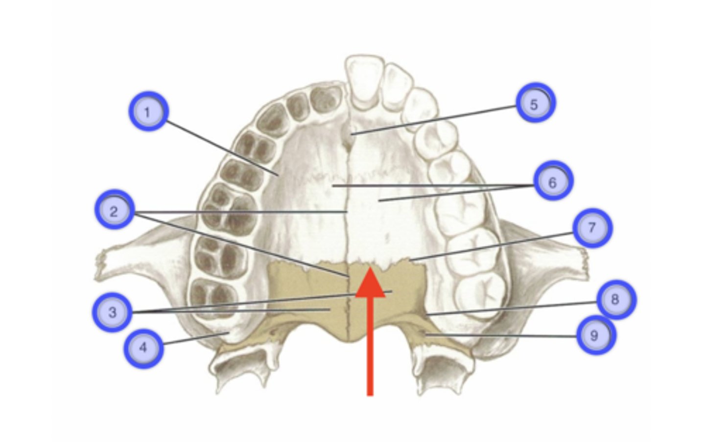 knowt flashcard image