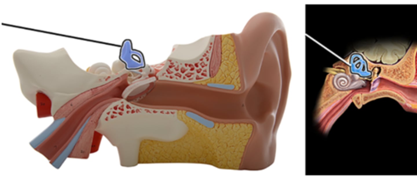 <p>a. Vestibule</p><p>b. Incus</p><p>c. Malleus</p><p>d. Semicircular ducts</p><p>e. Stapes</p><p>f. Cochlea</p>