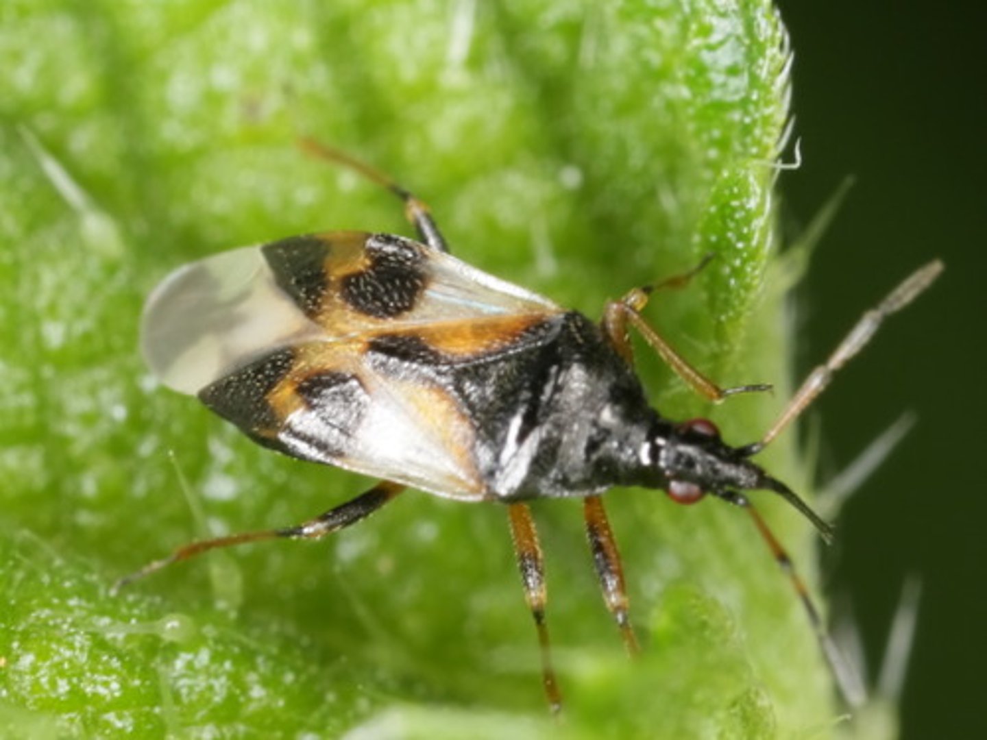 <p>True Bug.</p>