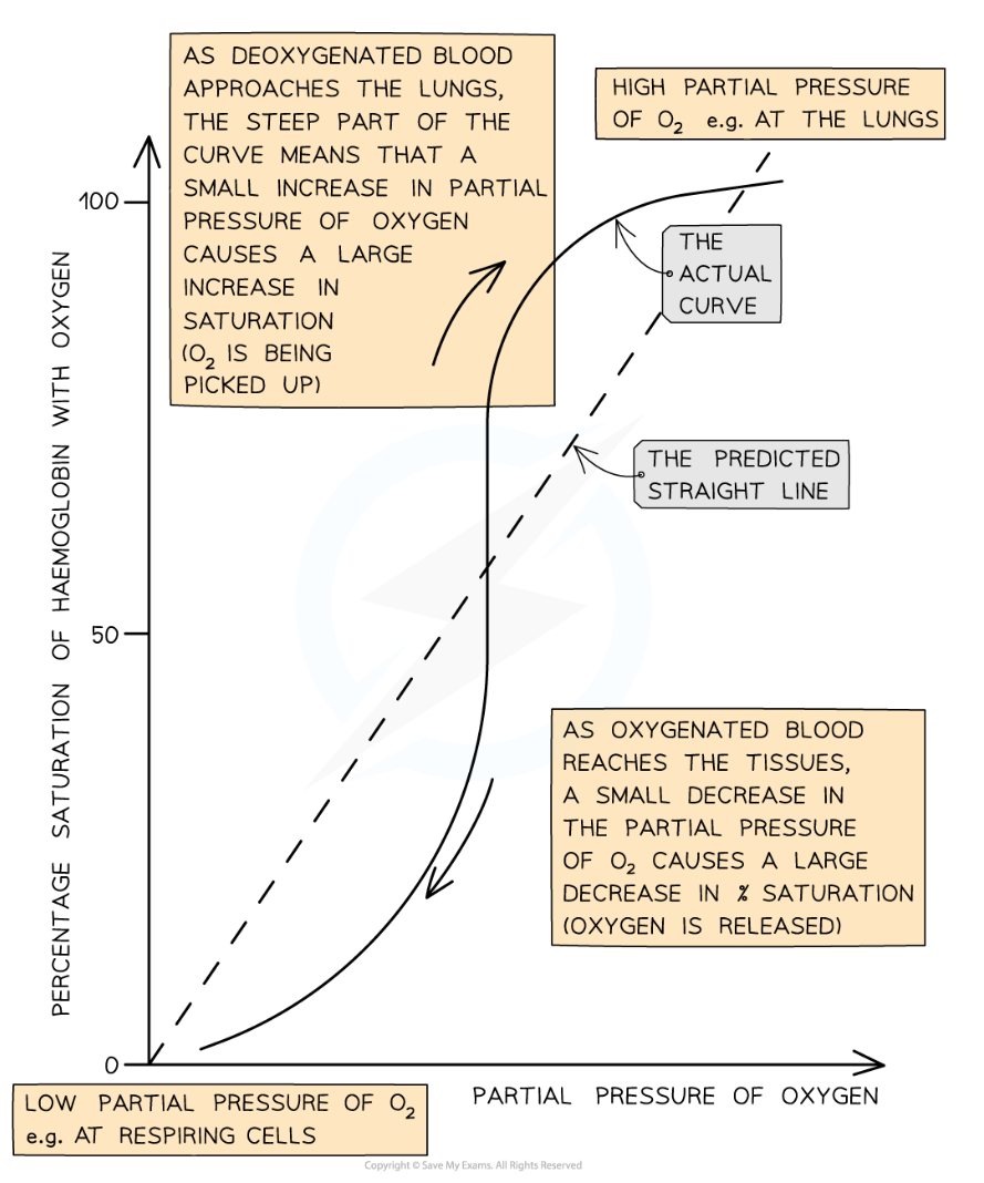 <p>oxygen dissociation curve: rate at which oxygen associates and dissociates with haemoglobin at different partial pressures of oxygen (pO2)</p><ul><li><p>partial pressure: pressure exerted by oxygen within a mixture of gases </p></li><li><p>the ease with which haemoglobin binds + dissociates with oxygen molecules is its affinity for oxygen </p></li><li><p>(diagram) relates to the 4 subunits (haems) of haemoglobin, and cooperative bonding (and vice versa) </p></li></ul><p></p><p></p>