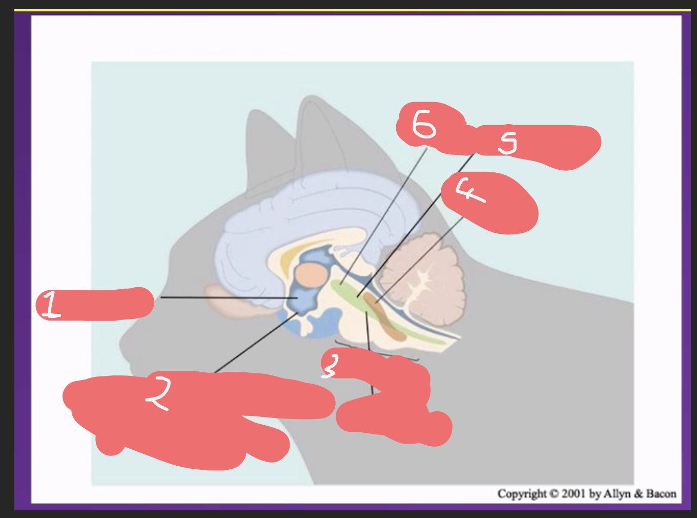 <p>fill in the blanks to identify thevbrain areas in volved in arousal and their locations </p>