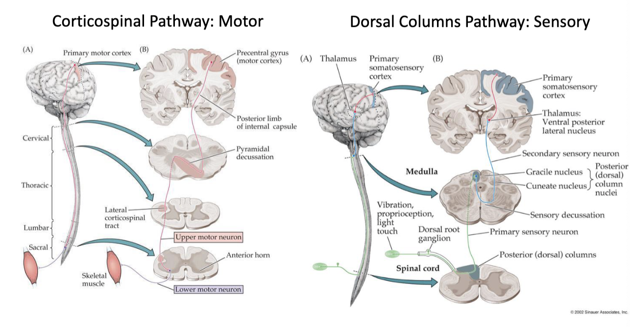<p>motor → corticospinal pathway</p><p>sensory → dorsal columns pathway</p>