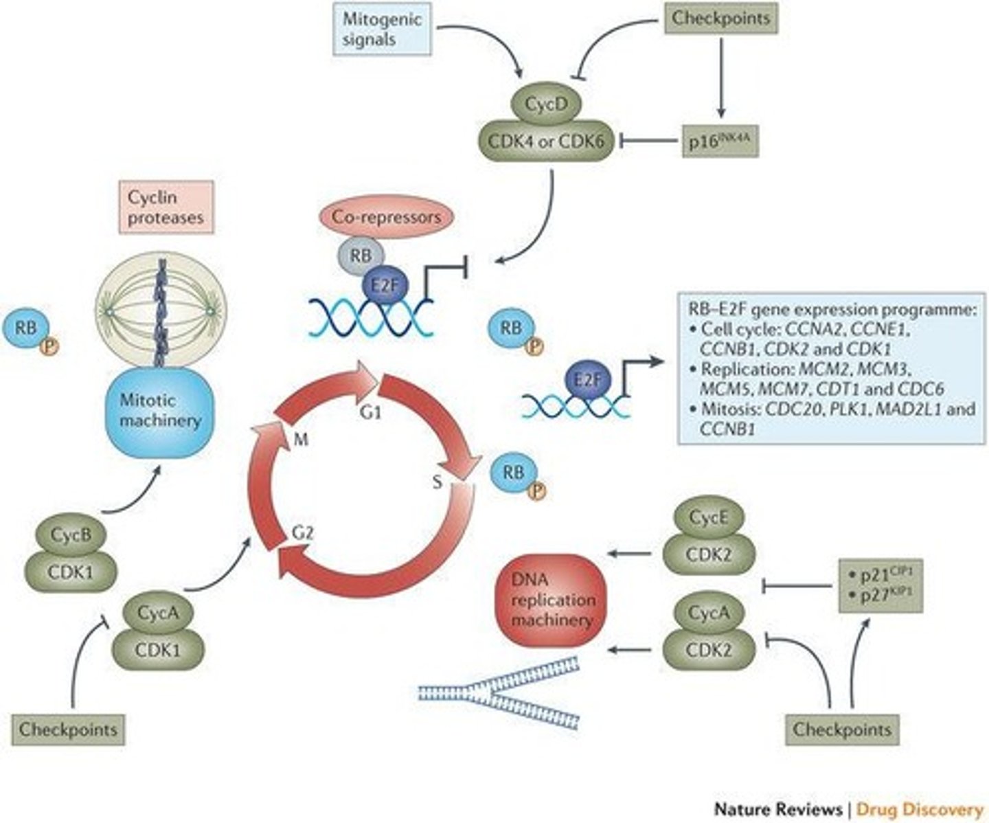 <p>Proteins that regulate the cell cycle by catalyzing phosphorylation of target proteins.</p>