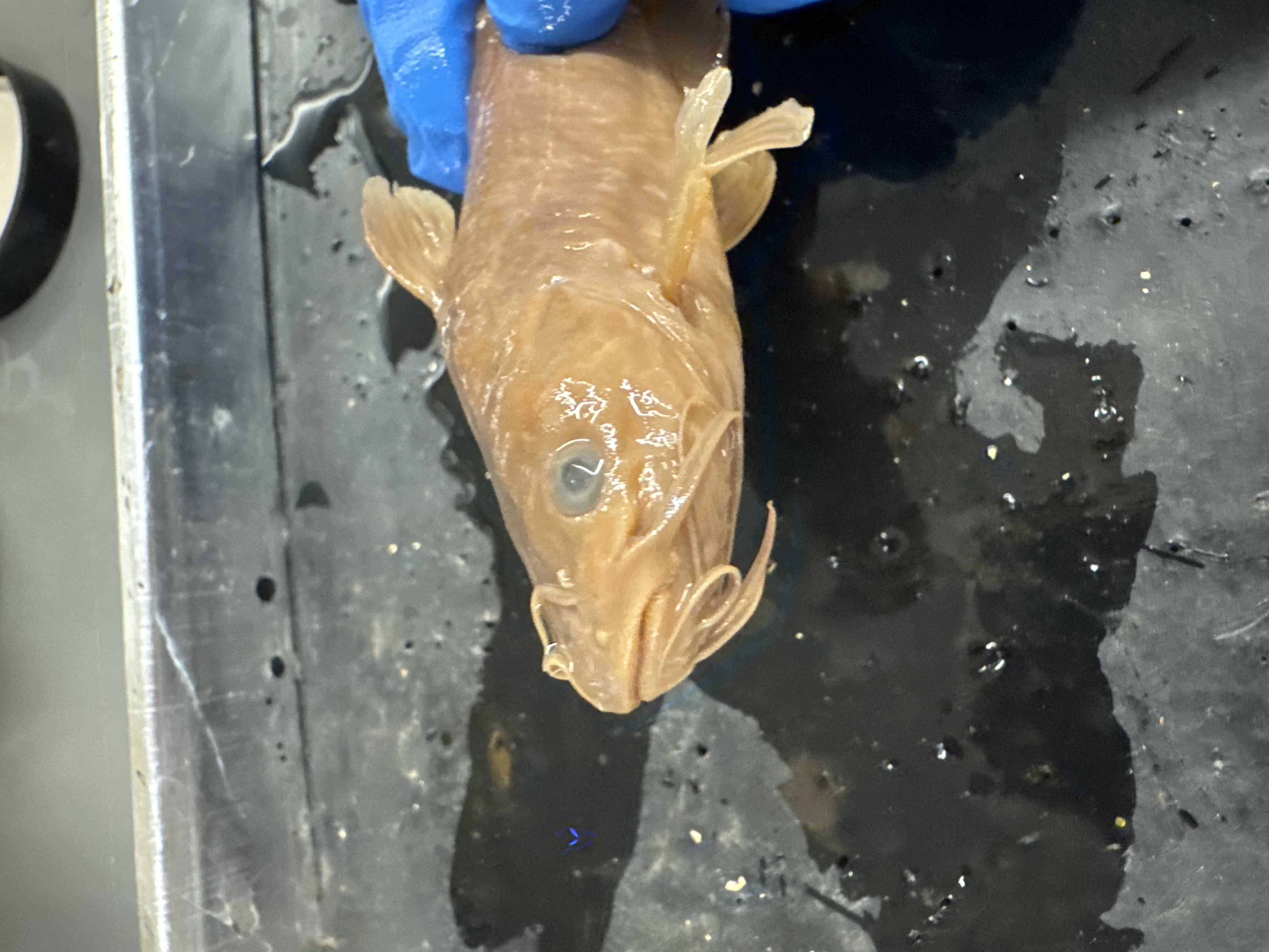 <p>Family:</p><p>Species:</p><p>Scientific:</p>