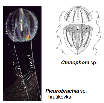 <p>Ctenophora sp., Pleurobrachia sp. - hruškovka</p>
