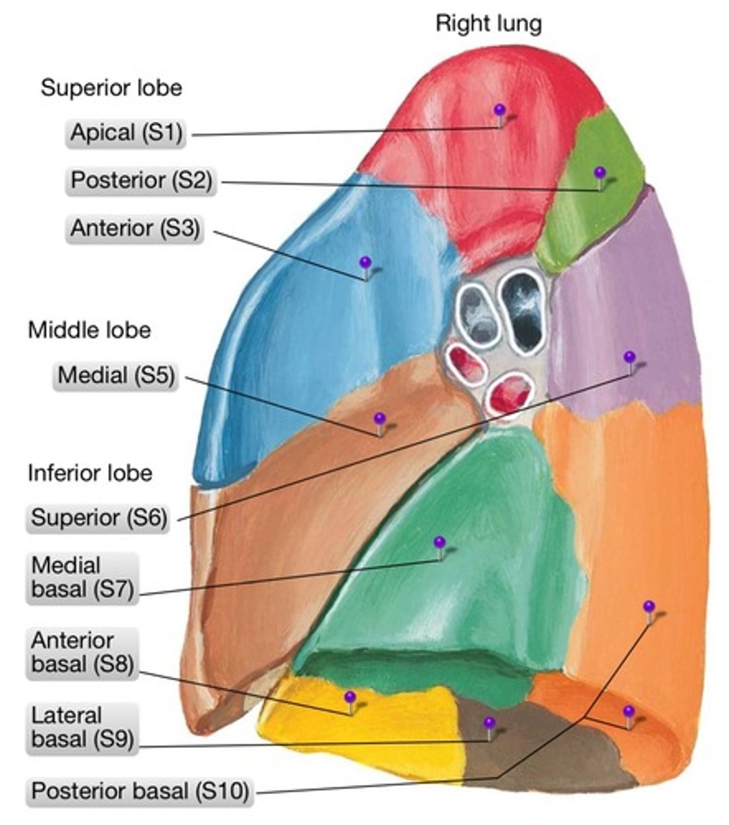 <p>Has apical , anterior &amp; posterior segments.</p>
