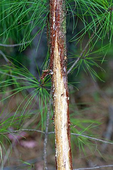 <p><span>Distinct forms of non-vocal, scent-based communication primarily used by male ungulates, such as deer and elk, to announce their presence, dominance, and reproductive readiness. Rubs and scrapes act as "signposts" or communication hubs that other animals in the area can read and interpret.&nbsp;</span></p>