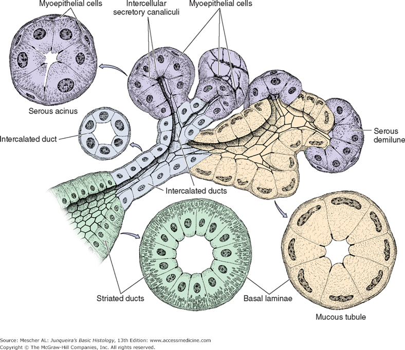 <ul><li><p>intercalated ducts - collect directly from acinus</p></li><li><p>striated ducts - collect from intercalated ducts</p></li><li><p>excretory - largest ducts that collect and deliver saliva</p></li></ul>