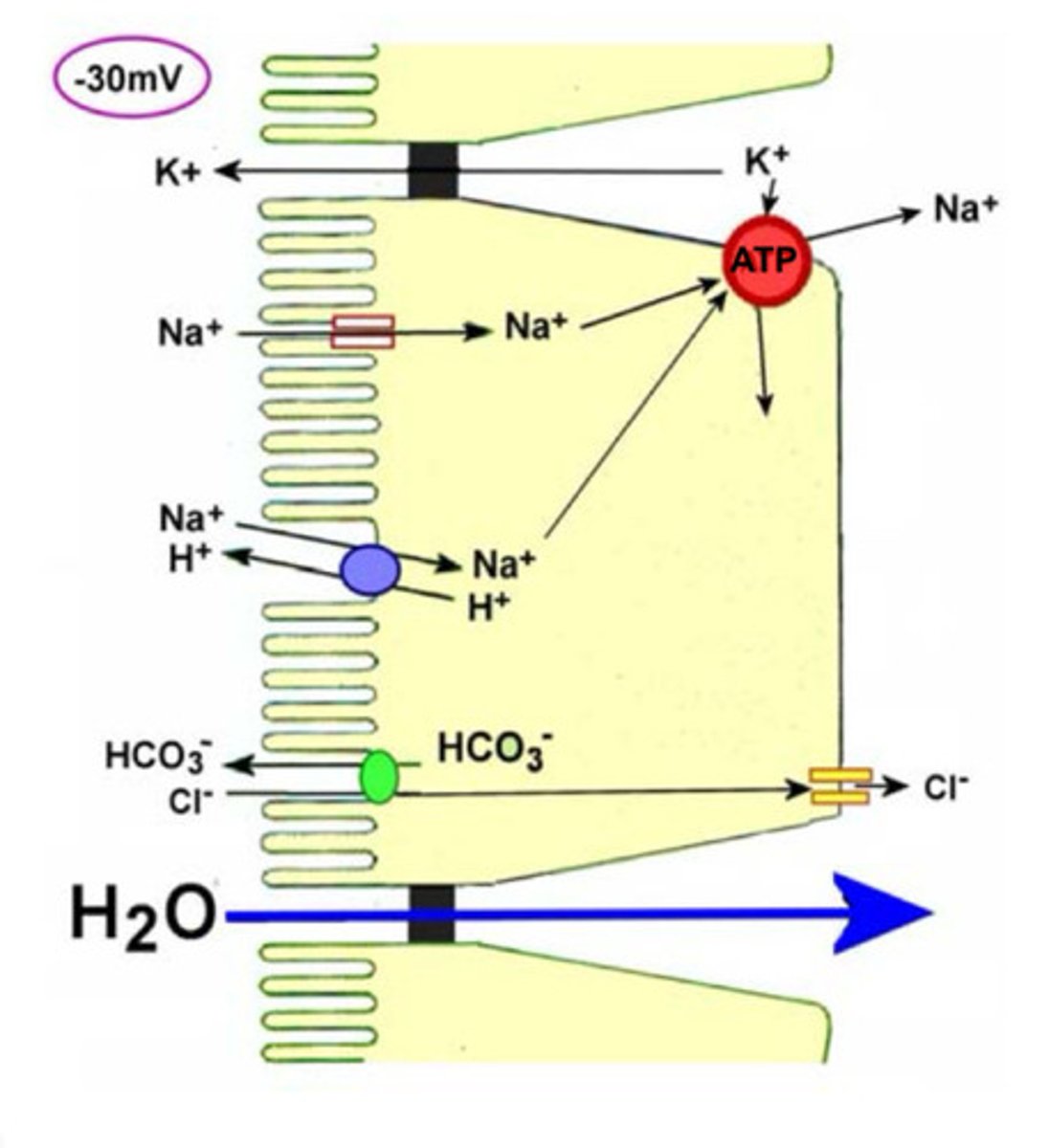 <p>• net water absorption (following Na+ down osmotic gradient) - driven by Na-ATPASE pump - across luminal membrane of cell</p><p>-Due to osmotic potential of having high Na+ conc. on the basolateral side of the cell this causes Water to travel down the paracellular route as well as aquaporins that allow water to go across the cekk</p><p>• water and Na reabsorption stimulated by aldosterone</p><p>• resident microflora (bacteria in the colon) are prevented from crossing epithelial barrier, but they help to produce vit. K and folic acid which are absorbed here</p>