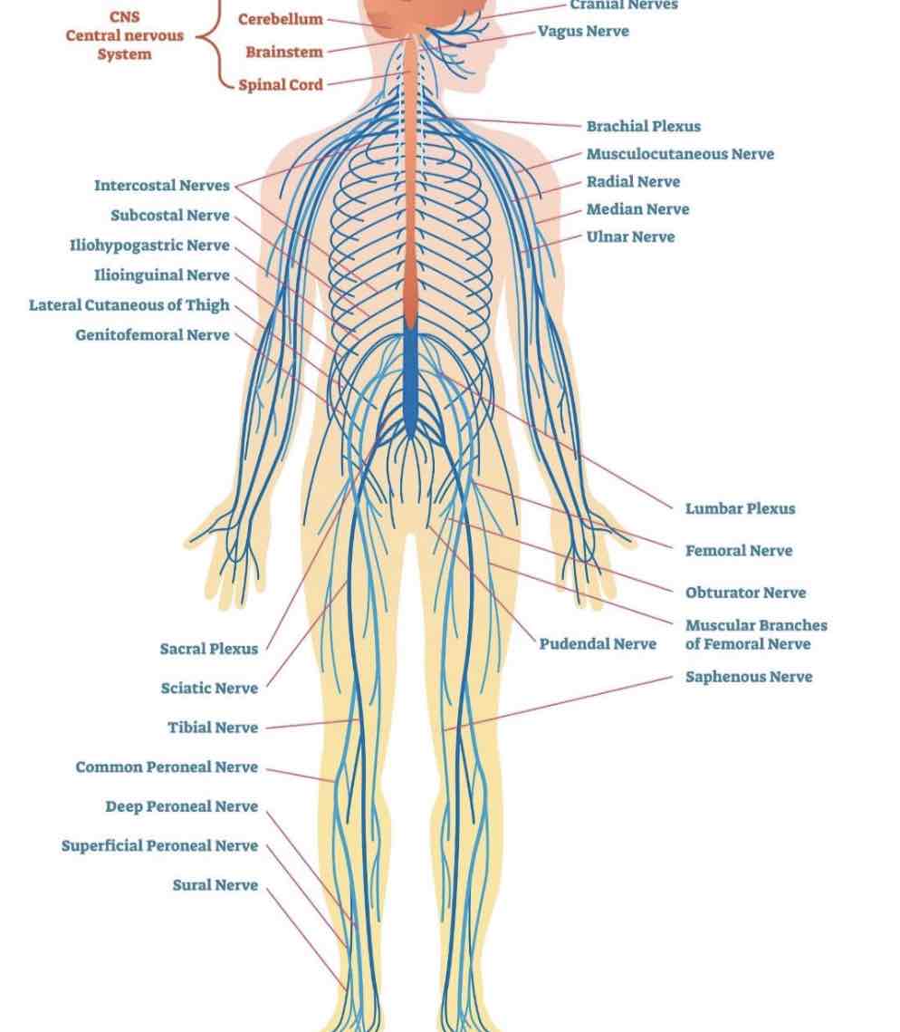 <p>What is the peripheral nervous system (PNS)?</p>