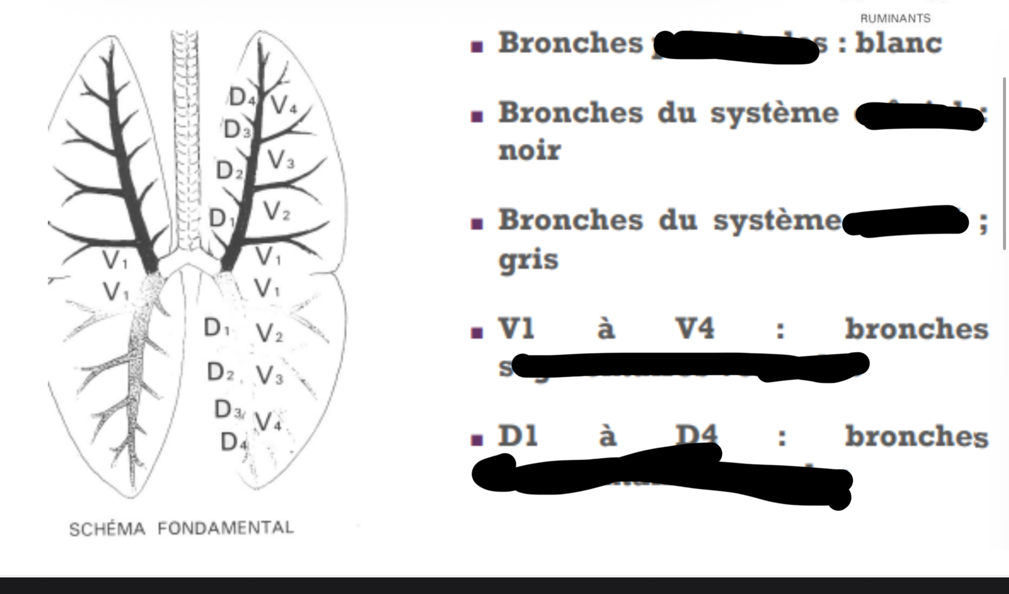 <p>bronches def</p>