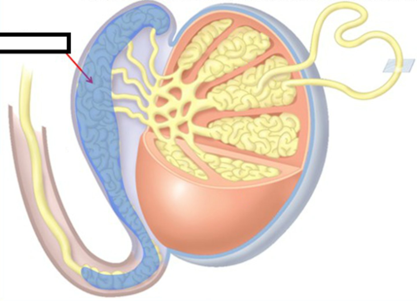 <p>structure in the male reproductive system in which sperm are fully matured and are stored (can be 6m long!)</p>