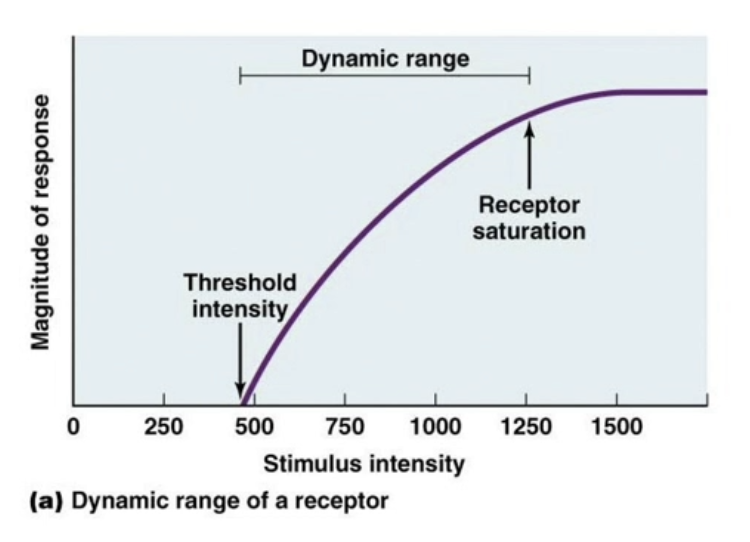 <ul><li><p>Receptor will eventually get saturated ; can only sense so much [heat]</p><ul><li><p>Dynamic range - sense differences in intensity until fully saturated</p></li></ul></li></ul><p></p>