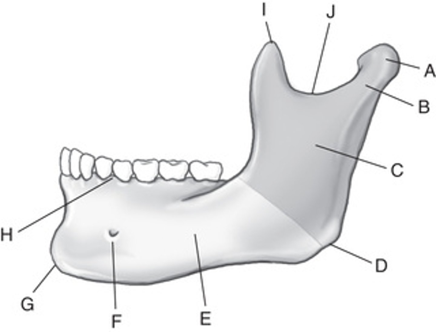 <p>A. Condyle</p><p>B. Neck</p><p>C. Ramus</p><p>D. Gonion or mandibular angle</p><p>E. Body</p><p>F. Mental foramen</p><p>G. Mentum or mental protuberance</p><p>H. Alveolar process</p><p>I. Coronoid process</p><p>J. Mandibular notch</p><p>K. Temporal bone</p><p>L. Temporomandibular joint (TMJ)</p><p>M. External auditory meatus (EAM)</p><p>N. Mastoid process</p>