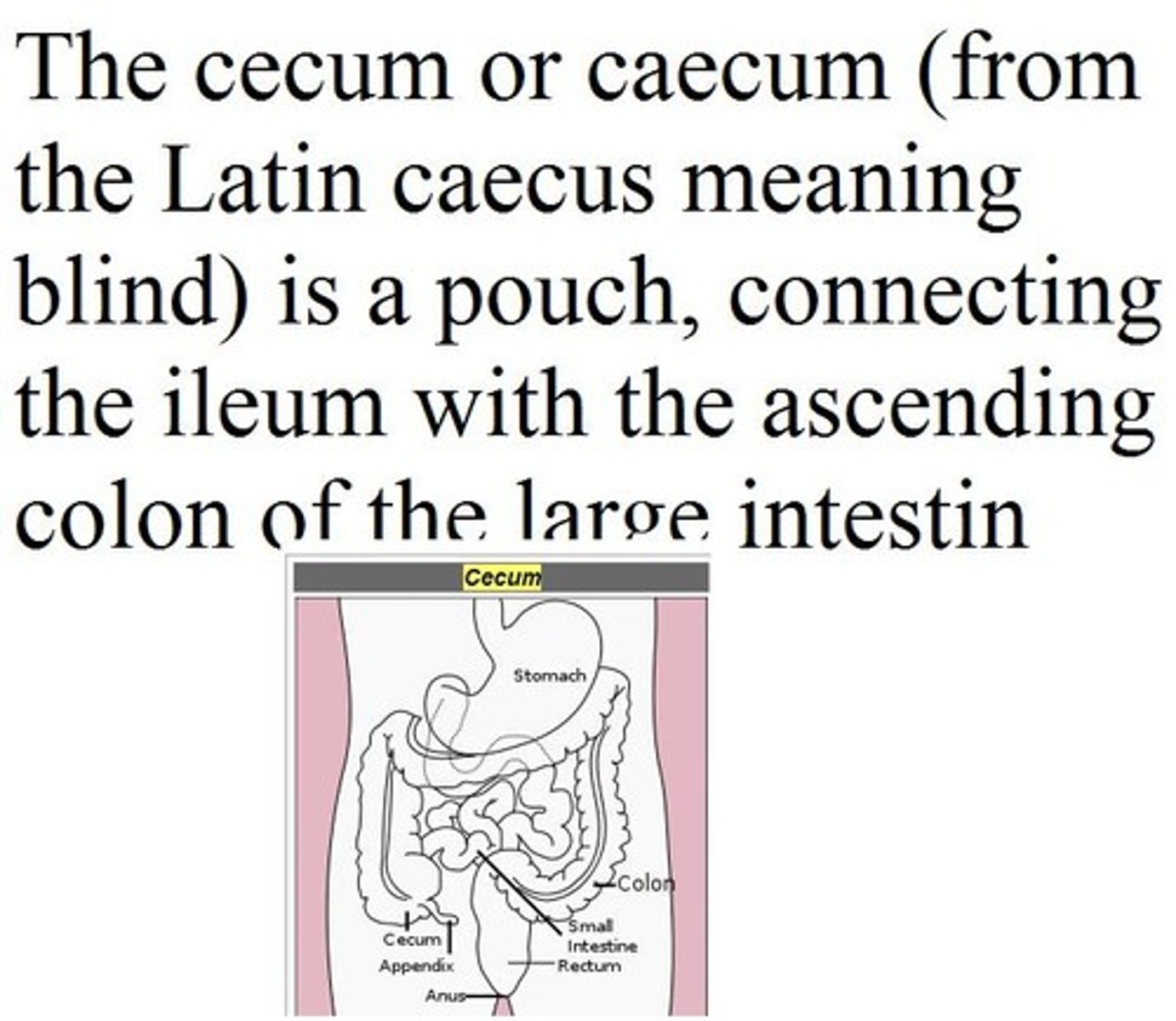 <p>cecum</p>