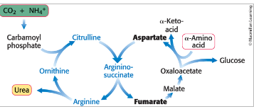 <p>integrated with other metabolic pathways</p><ul><li><p>urea cycle, gluconeogenesis, and the transamination of oxaloacetate are linked by <strong>fumarate and aspartate</strong></p></li></ul><p></p>