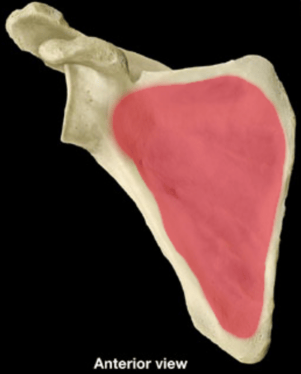 knowt flashcard image