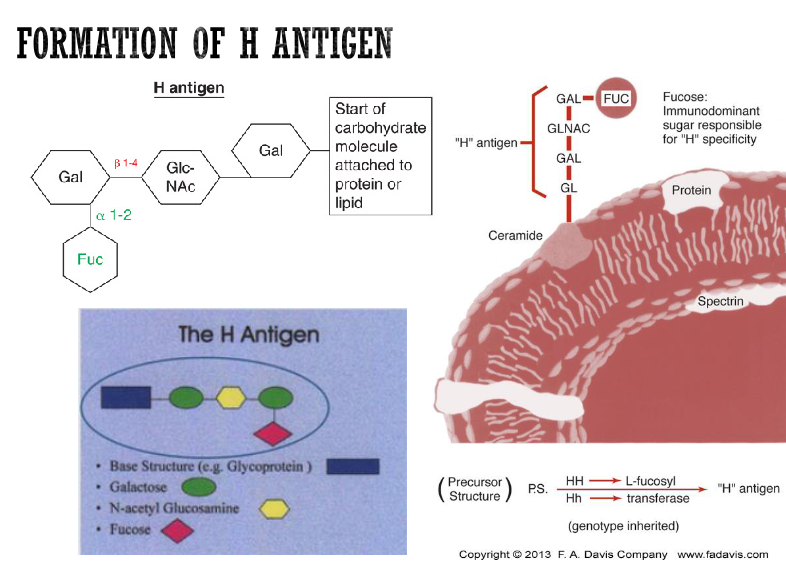 <ul><li><p>sugar: L-fucose / fucose </p></li><li><p>enzyme: α-1,2-L-fucosyltransferase</p></li></ul><p></p>