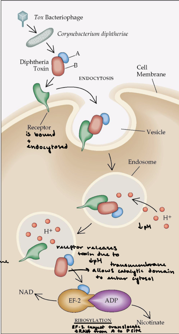 <p>Diphteria is a respiratory infection and diphteria toxin is extremely lethal. The overall effect is halting of protein synthesis and killing of the cell.</p>