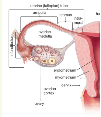 <p>» AKA oviducts, <strong>salpinx/uterine tube</strong>. Not Fallopian!</p><p></p><p>» Function: capture and transport ova to the uterus; <strong>usually site of fertilisation</strong></p><p></p><p>» Lined internally by ciliated epithelium</p><p></p><p>» Expanded near ovary into the <strong>infundibulum</strong></p><p>• Funnel shaped</p><p>• <strong>Fimbriae </strong>on free edge</p><p></p><p>» <strong>Ampulla </strong>(‘flask’) makes up middle portion</p><p></p><p>» <strong>Isthmus </strong>is the narrower (sometimes convoluted) portion</p><p></p><p>» Junction with uterine horn can be gradual or abrupt</p>