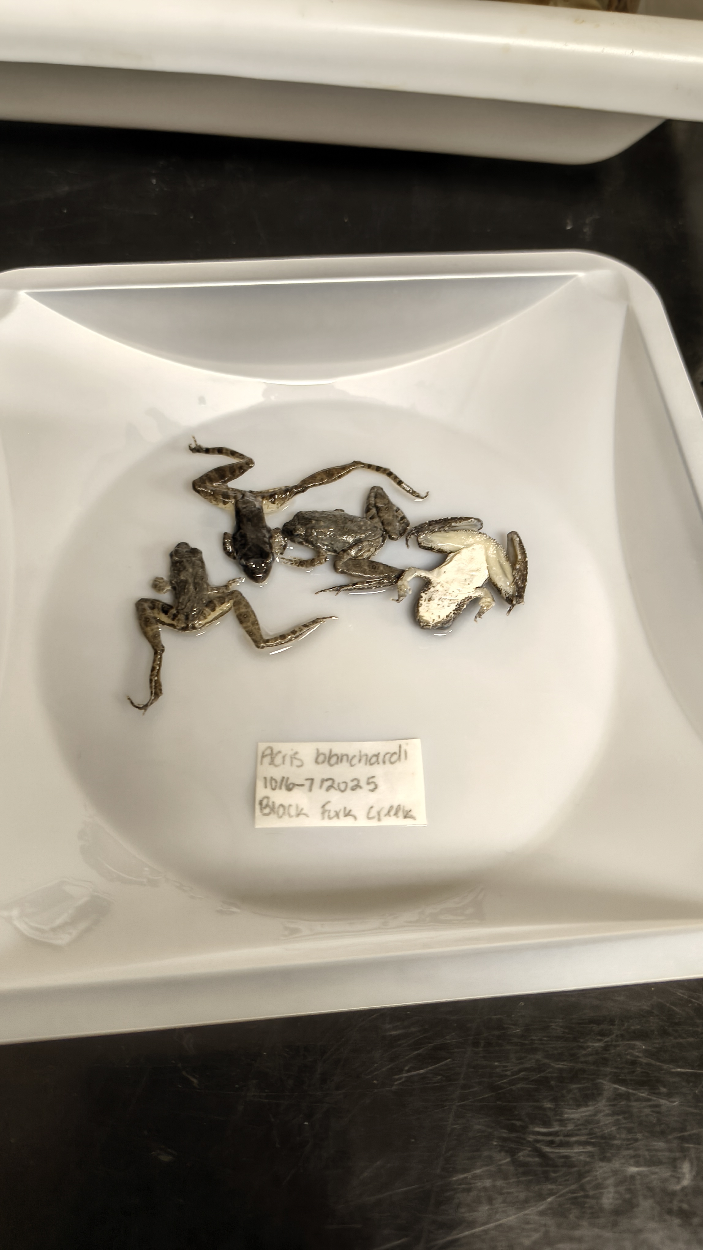 <p>Hylidae Acris blanchardii</p>