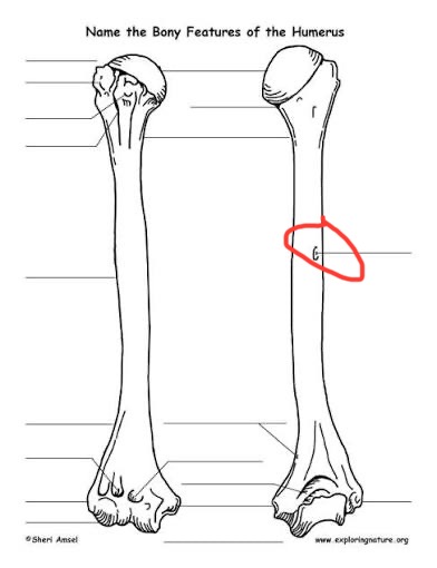<p>humerus, dent/hole mid shaft</p>