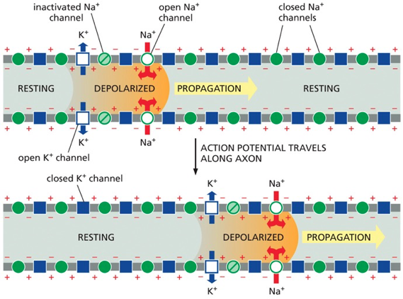 <p>Process</p><ul><li><p>channels open in response to depolarization&nbsp;</p></li><li><p>Influx of Na+ through the Na+ channels</p></li><li><p>the channel stays open till it reaches its peak&nbsp;</p></li><li><p>then K+ ions (carrying a positive charge) start to flow out of the cell , down their electrochemical gradient&nbsp;</p></li><li><p>massive outflow of potassium through voltage gated channels brings the membrane back to the resting state&nbsp;</p></li></ul><p>ppt</p><ul><li><p>the influx of Na from voltage gated channels triggers voltage gated K channels which help reestablish the resting membrane potential&nbsp;</p></li></ul><p></p>