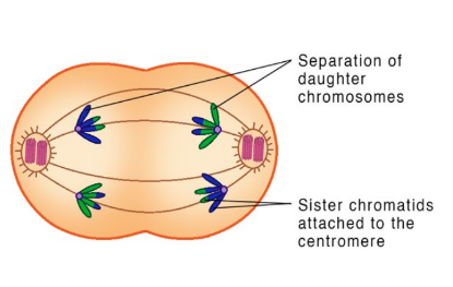 <ul><li><p>The chromosomes with two sister chromatids are separated, and they begin to migrate to the opposite poles.</p></li><li><p>This separation is achieved because of the contraction of the spindle fibres attached to each chromosome’s centromere.</p></li></ul>