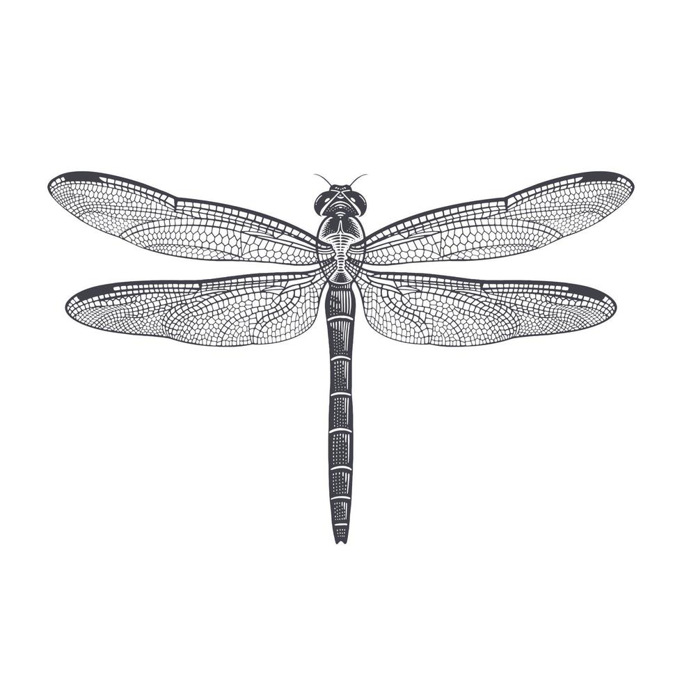 <p>Two pairs of membranous wings, same size, one higher up and one lower down but touching, large compound eyes (like thousands of tiny circles), long, slender abdomen, Class Insecta, Dragon/Damselfiles</p>