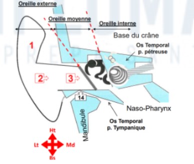 <ul><li><p>oreille externe : reçoit vibrations sonores</p></li><li><p>oreille moyenne : joue un rôle de transmission mécanique</p></li><li><p>oreille interne : transition entre mécanique et influx nerveux par vibration hydraulique</p></li></ul>