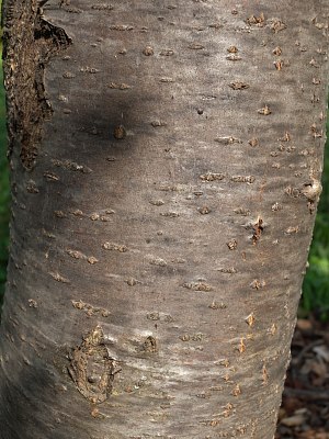 <p>American mountain-ash, Sorbus americana, Rosaceae</p>